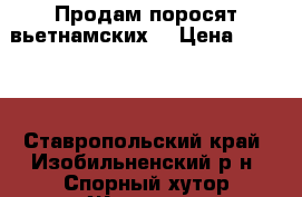 Продам поросят вьетнамских. › Цена ­ 1 200 - Ставропольский край, Изобильненский р-н, Спорный хутор Животные и растения » Другие животные   